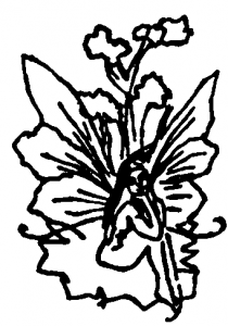 פיה יושבת בפרח דף צביעה